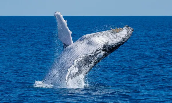 Noosa Thriller Whale Watch - 2 Hours 