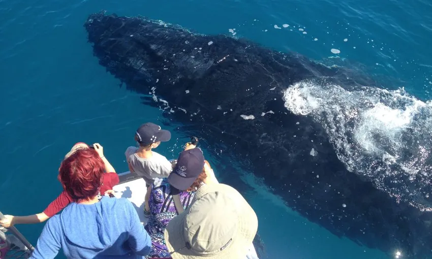 Noosa Thriller Whale Watch - 2 Hours | Book Now | Local Agent 