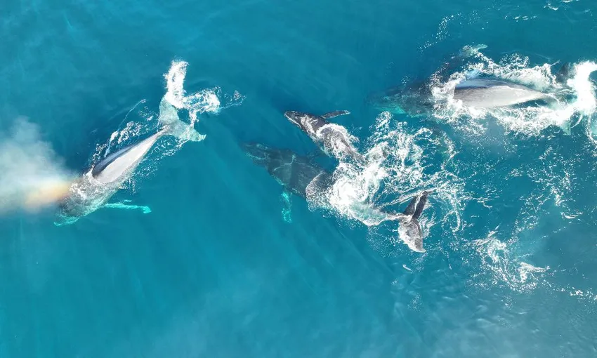 Noosa Thriller Whale Watch - 2 Hours | Book Now | Local Agent 