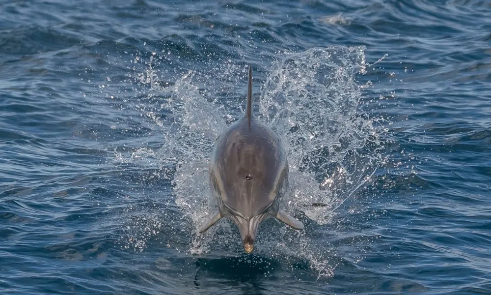 Noosa Thriller Whale Watch - 2 Hours | Book Now | Local Agent -6