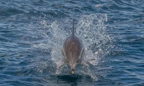 Noosa Thriller Whale Watch - 2 Hours 