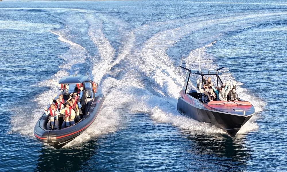Noosa Thriller Whale Watch - 2 Hours | Book Now | Local Agent -7