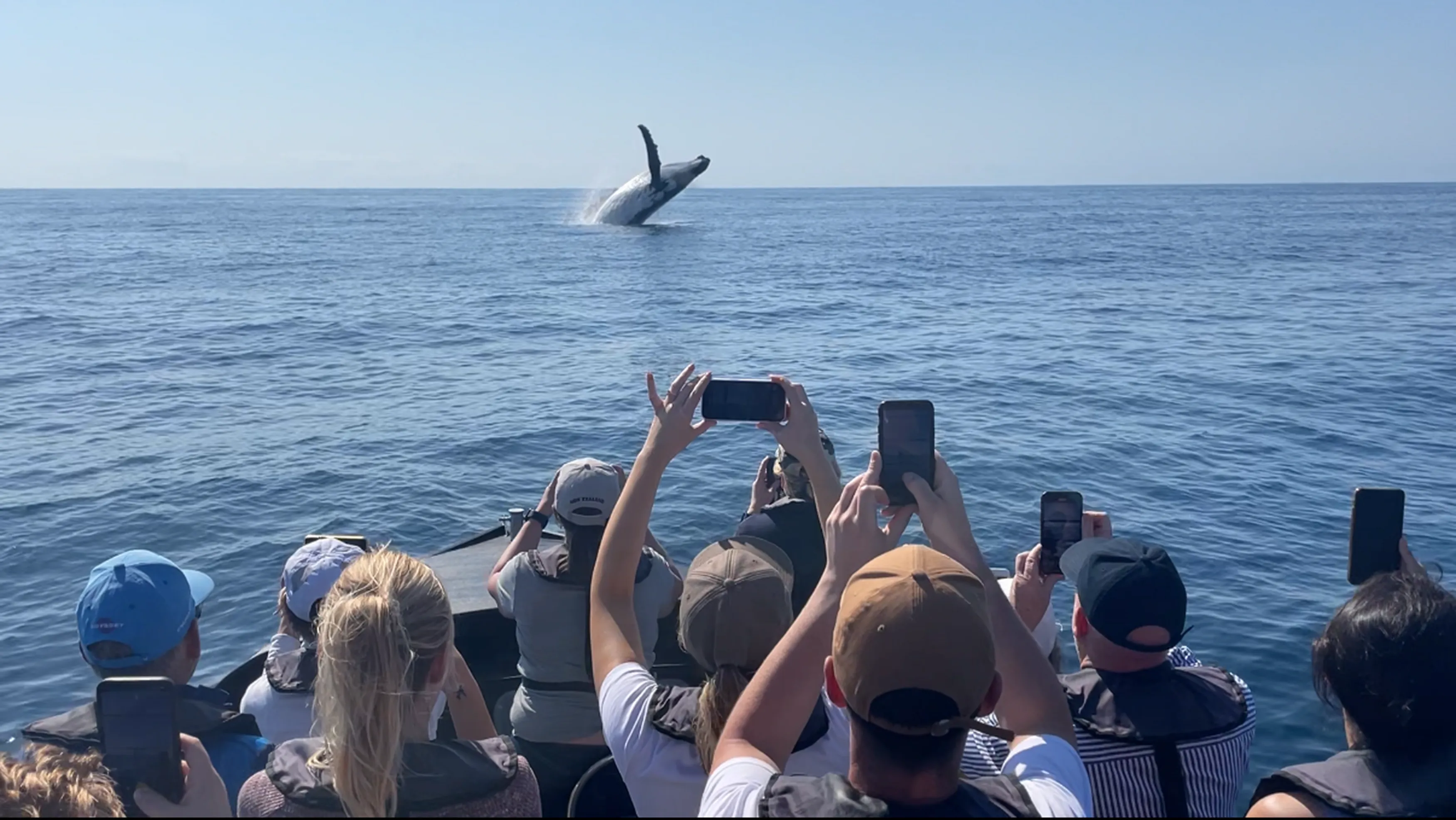 Noosa Thriller Whale Watch - 2 Hours | Book Now | Local Agent -9