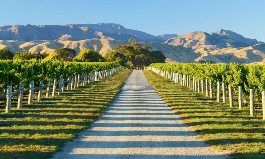 Marlborough Cruise and Wine Tasting Package - Book Now | Experience Oz