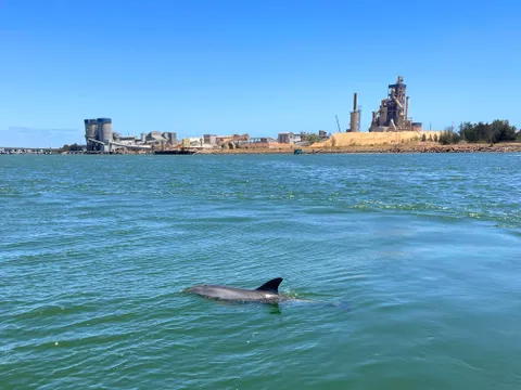 Dolphin & Maritime River Cruise, Port Adelaide - 2 Hours