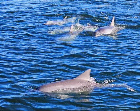 Dolphin & Maritime River Cruise, Port Adelaide - 2 Hours