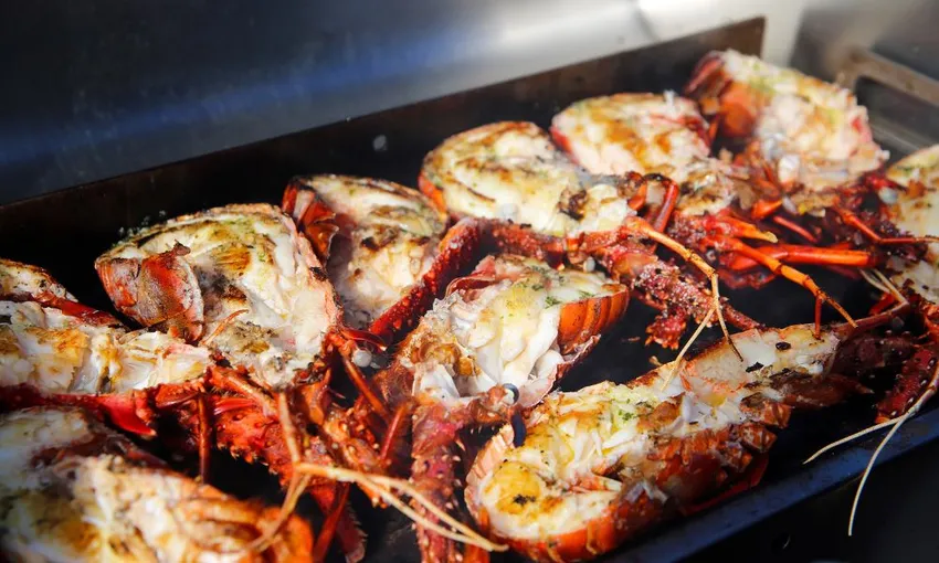 Mandurah Wild Seafood Cruise & Lunch - 3.5 hours | Experience Oz
