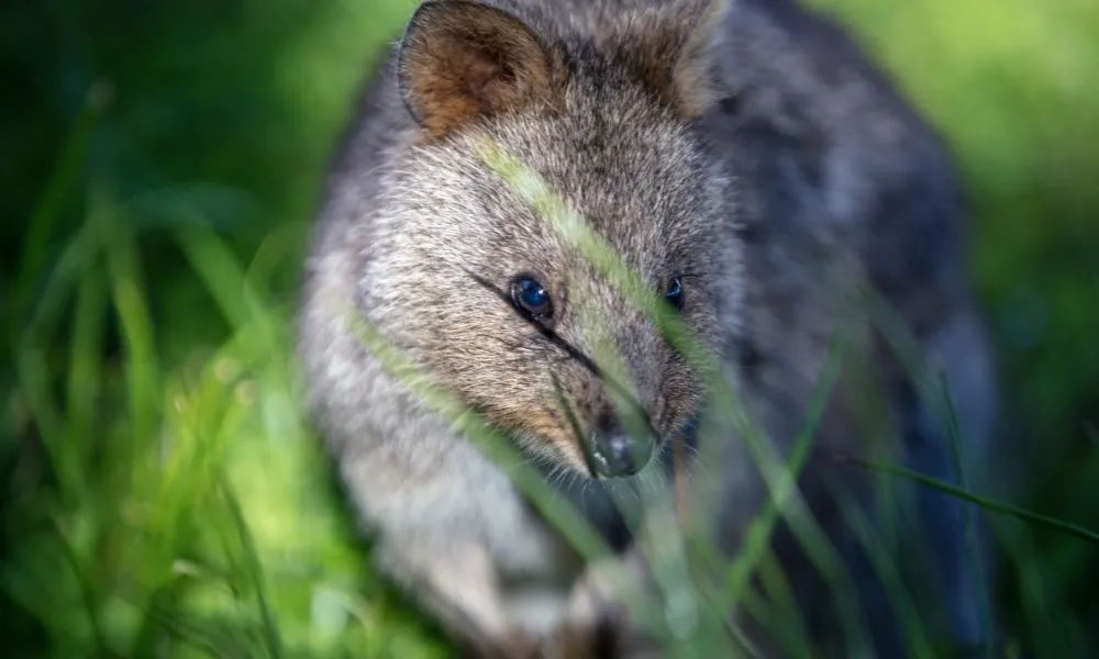Rottnest Island Ferry and Bike Hire from Fremantle | Experience Oz-5