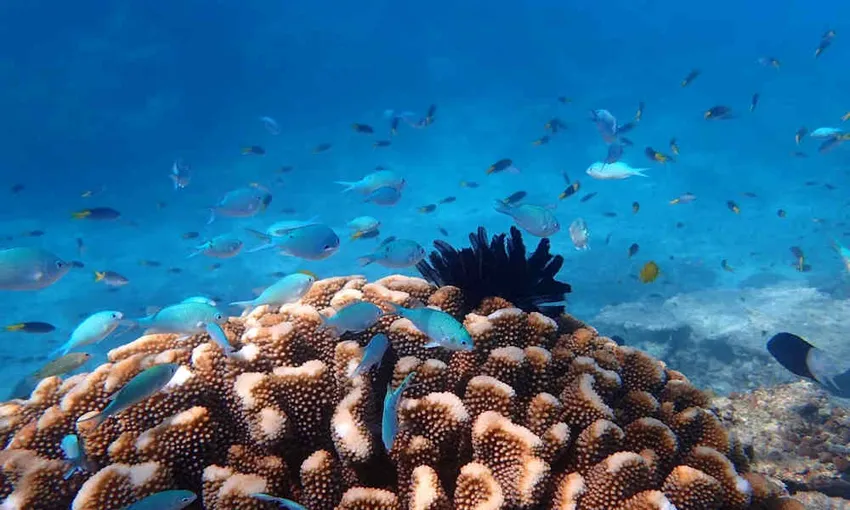Outer Great Barrier Reef & Dunk Island - Mission Beach Return | Experience Oz