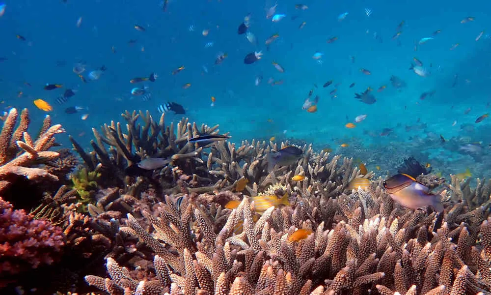 Outer Great Barrier Reef & Dunk Island - Mission Beach Return | Experience Oz -5