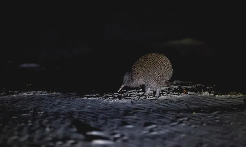 Stewart Island Wild Kiwi Encounter - Book Now | Experience Oz