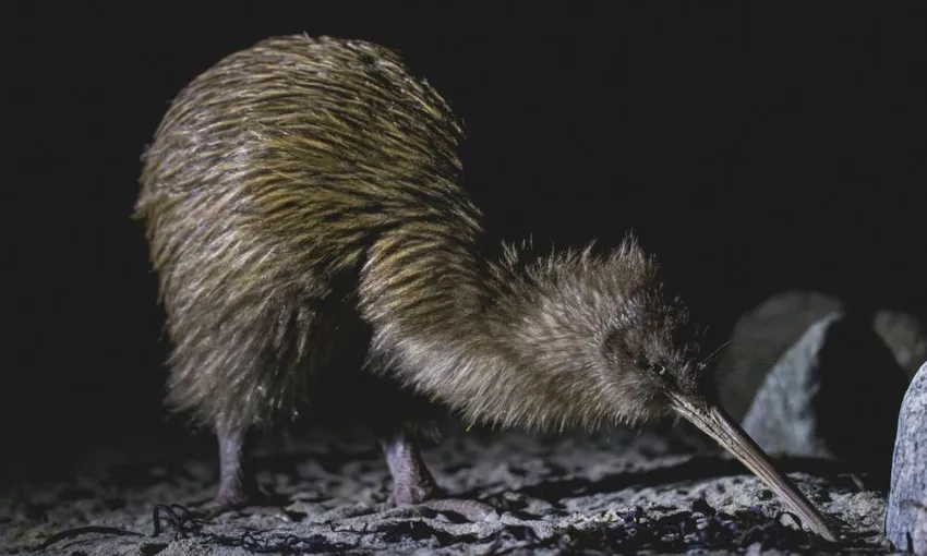Stewart Island Wild Kiwi Encounter - Book Now | Experience Oz