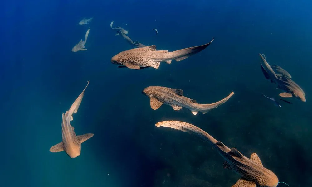 Tweed Heads Snorkel With Turtles - Book Now | Experience Oz-4