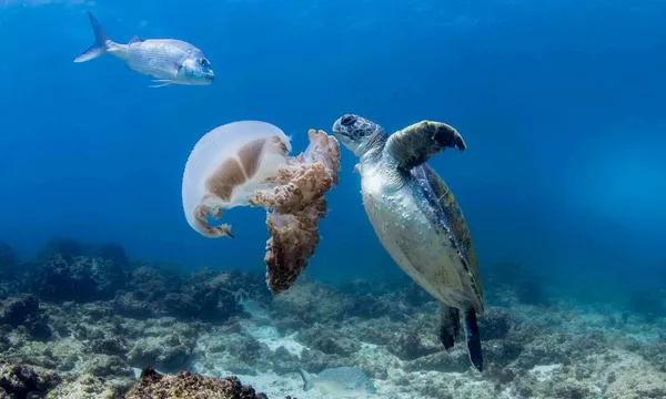 Tweed Heads Snorkel With Turtles - 2 Hours