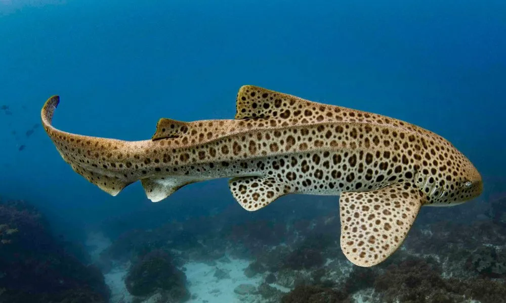 Tweed Heads Snorkel With Turtles - Book Now | Experience Oz-3