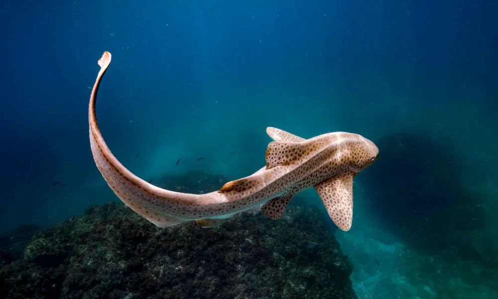 Tweed Heads Snorkel With Turtles - Book Now | Experience Oz-5