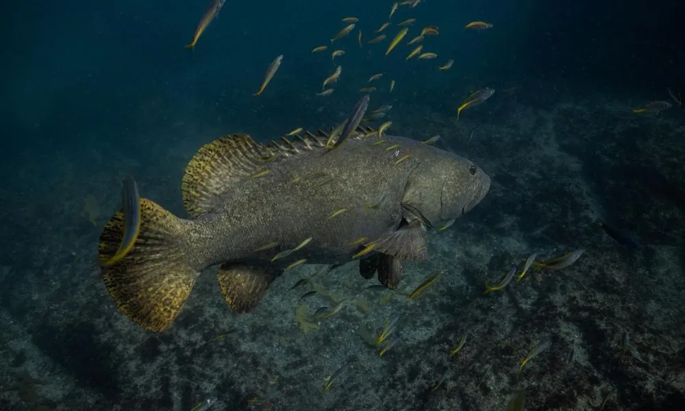 Tweed Heads Snorkel With Turtles - Book Now | Experience Oz-6