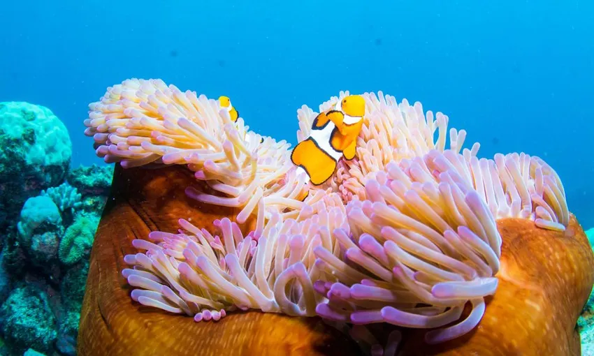 Great Barrier Reef AquaQuest Day Trip - Book Now | Experience Oz