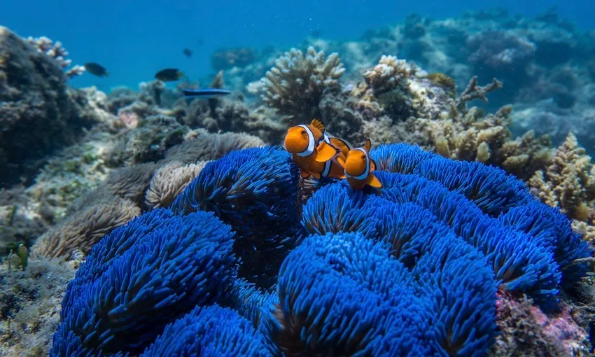 Frankland Islands All-Inclusive Day Tour | Experience Oz