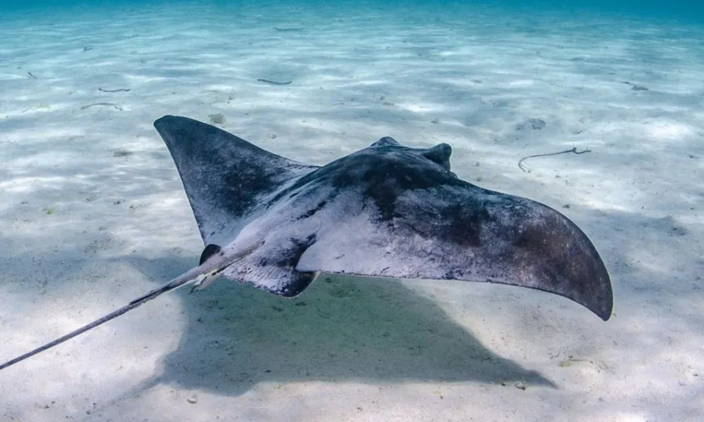 Rottnest island Snorkel & Sail Tour | Experience Oz-7