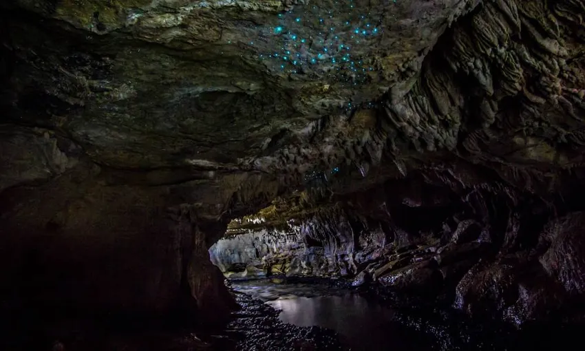 Waitomo Guided Glow Worm Cave Tour - 3 Hours | Experience Oz + NZ