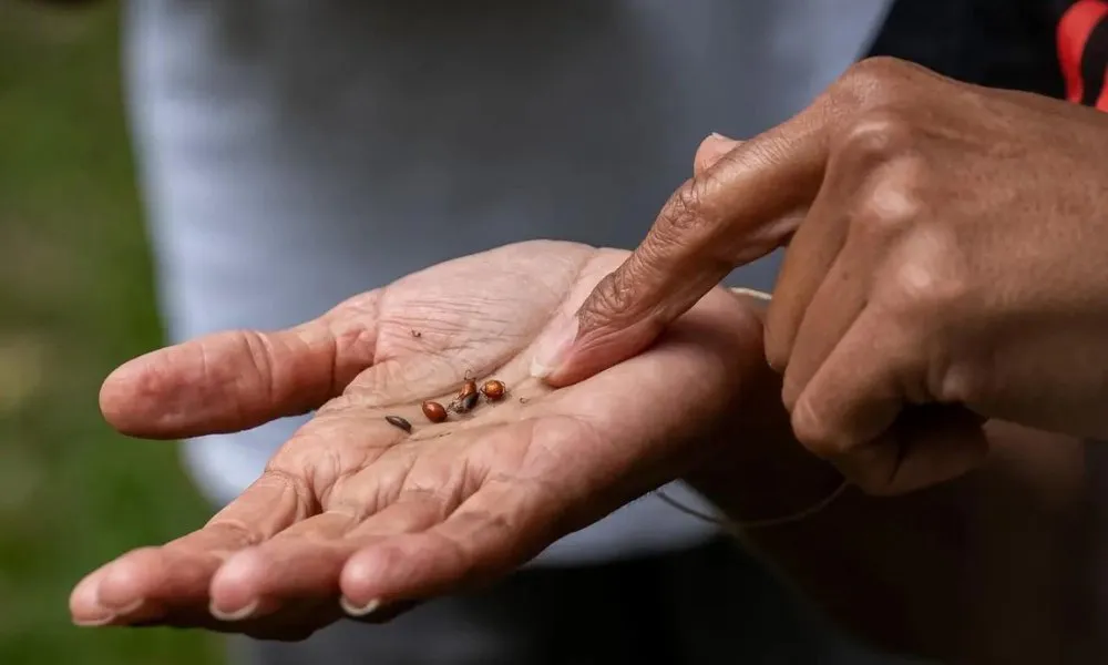 Cape Byron Guided Aboriginal Tour | Book Now | Experience OZ-1