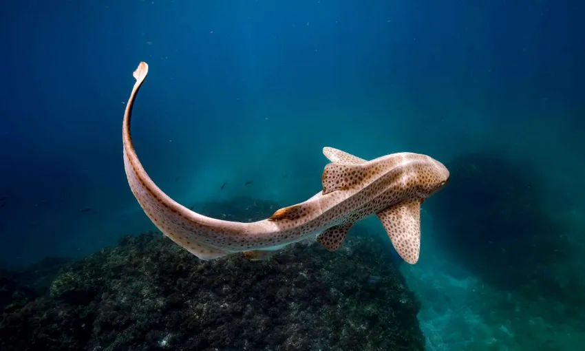 Byron Bay Snorkel at Julian Rocks - Book Now | Experience Oz