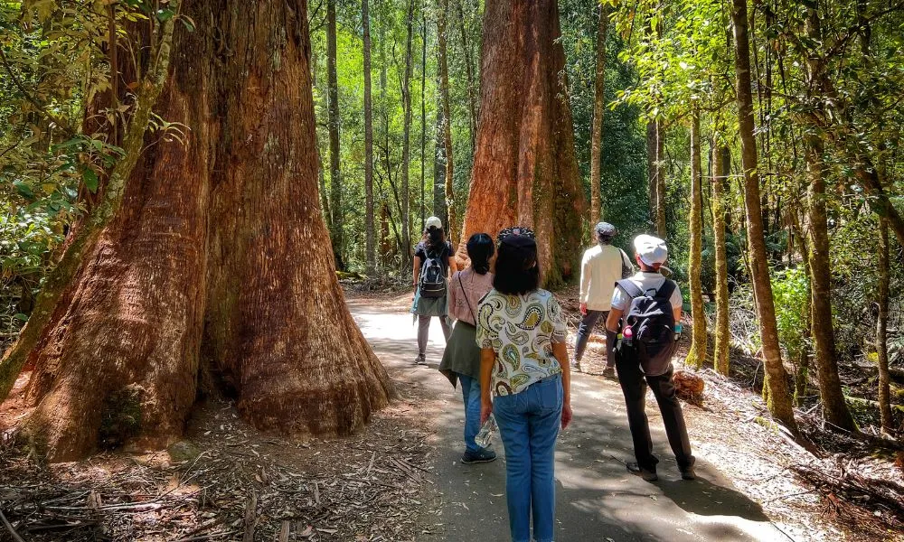 Russell Falls and Mt Field National Park Day Tour | Experience Oz-2