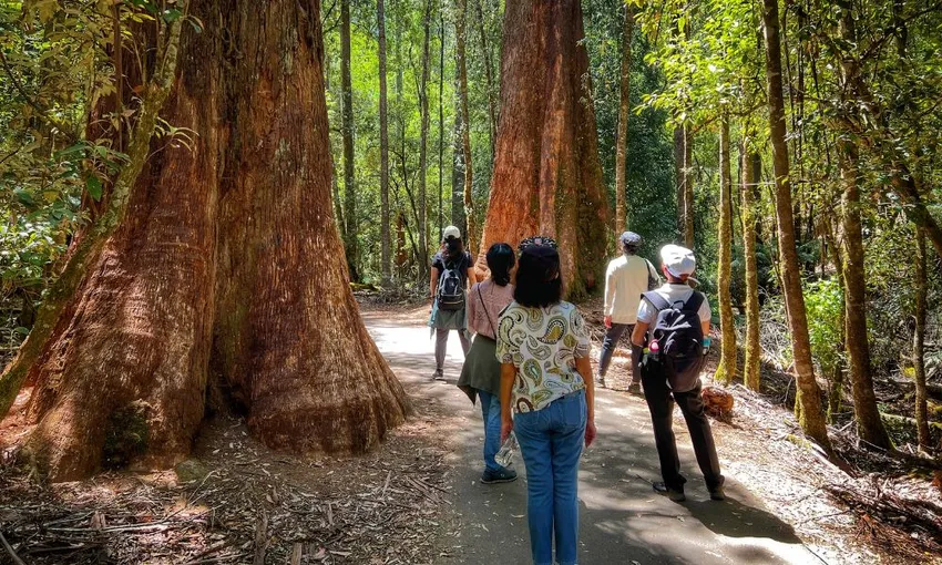 Russell Falls and Mt Field National Park Day Tour | Experience Oz