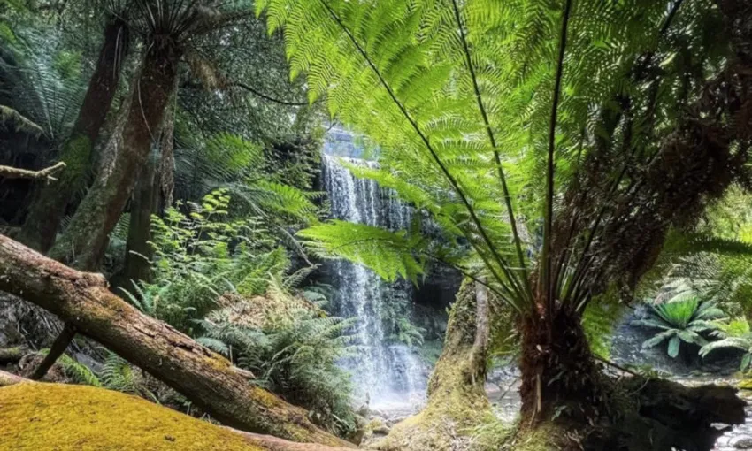 Russell Falls and Mt Field National Park Day Tour | Experience Oz