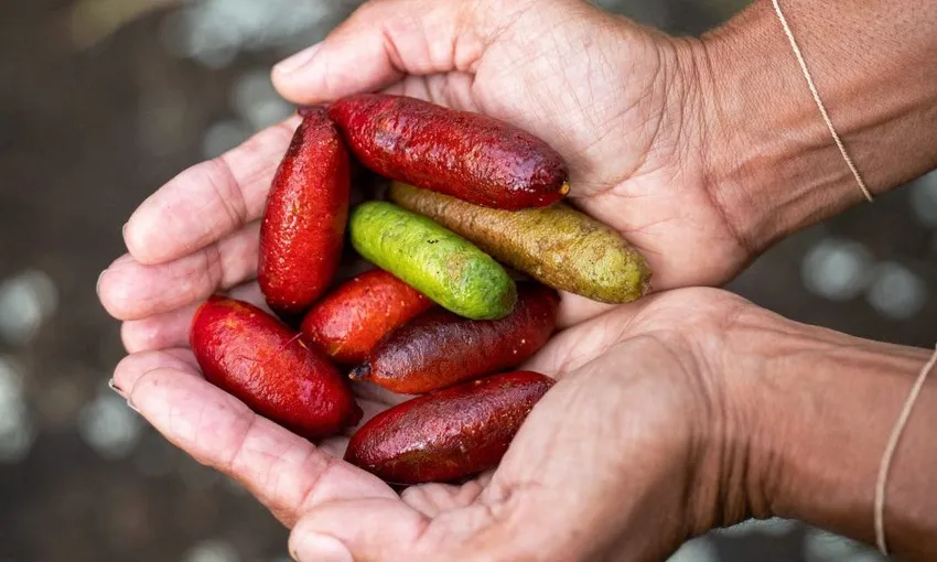 Bangalow Bush Tucker Guided Aboriginal Tour | Experience OZ