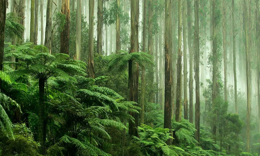 Mystery Picnic in VIC - Book Now | Experience Oz-4