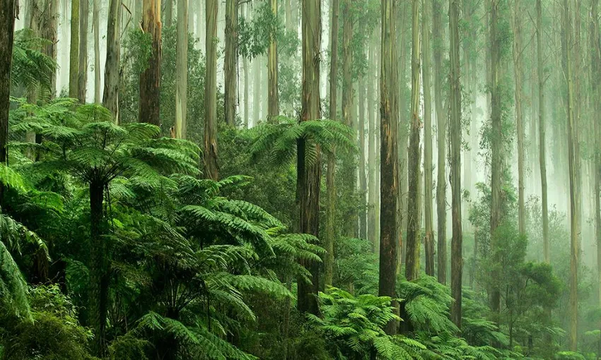 Mystery Picnic in VIC - Book Now | Experience Oz