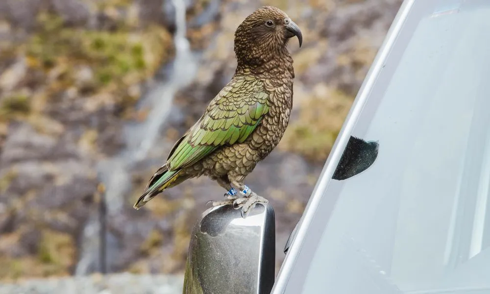 Milford Sound Small Group Coach Cruise Fly from Queenstown - Book Now | Experience Oz-1
