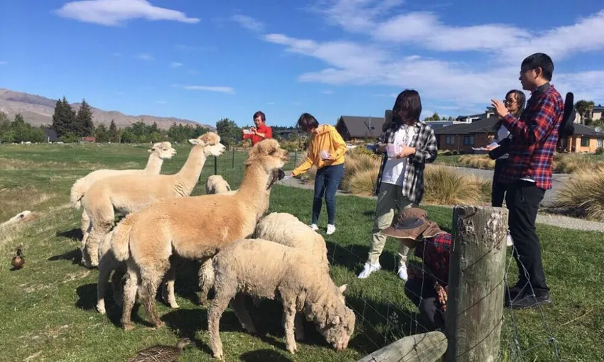 Petting Zoo Lake Tekapo (Carbon Positive) | Experience Oz