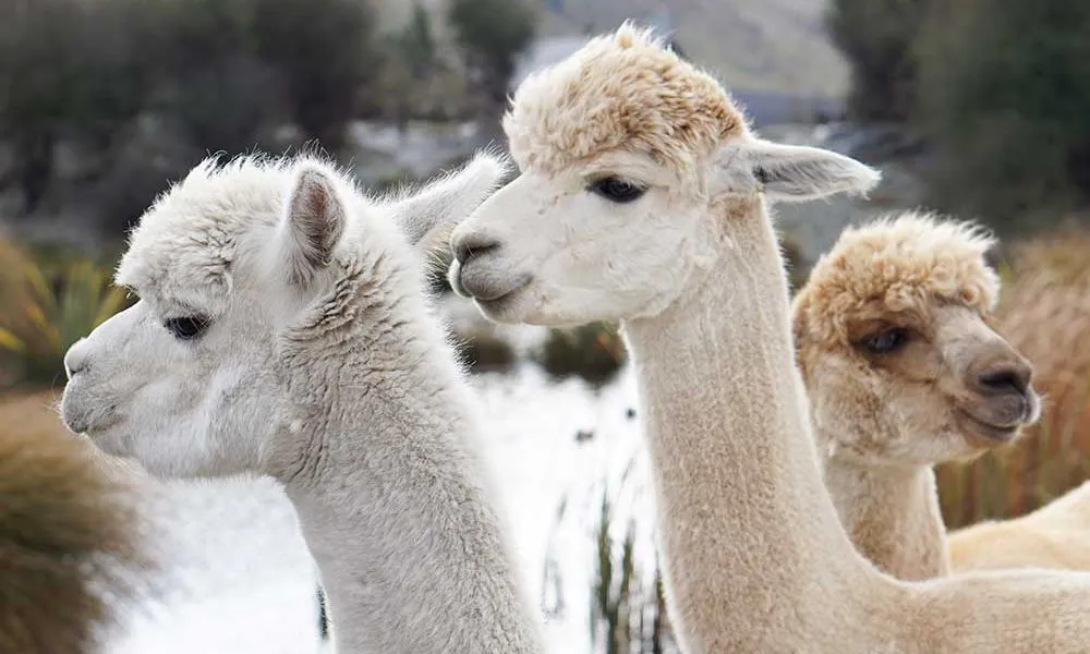 Petting Zoo Lake Tekapo (Carbon Positive) | Experience Oz-2