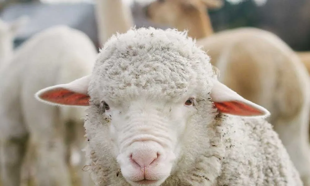Petting Zoo Lake Tekapo (Carbon Positive) | Experience Oz-3