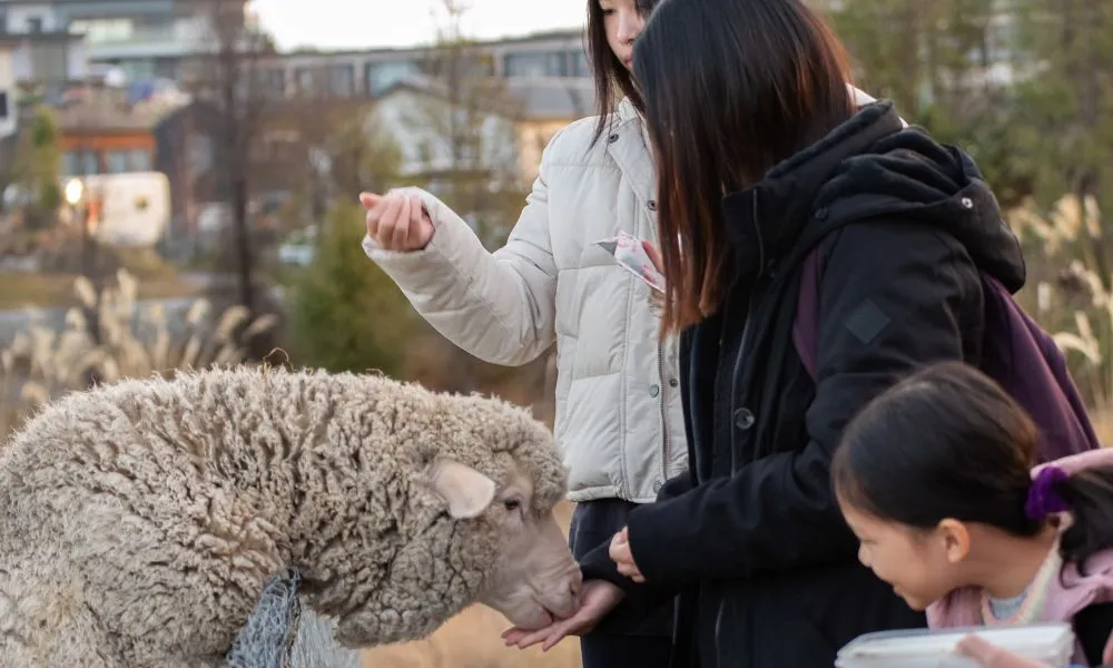 Petting Zoo Lake Tekapo (Carbon Positive) | Experience Oz-5