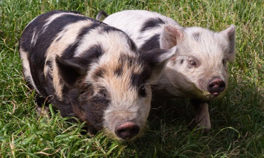 Petting Zoo Lake Tekapo (Carbon Positive) | Experience Oz-6