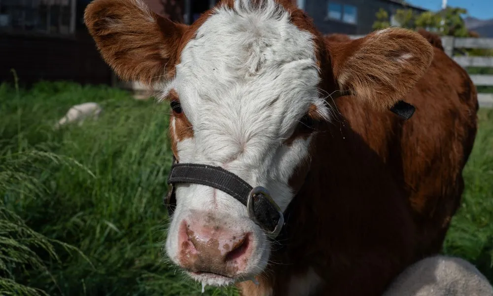 Petting Zoo Lake Tekapo (Carbon Positive) | Experience Oz-7