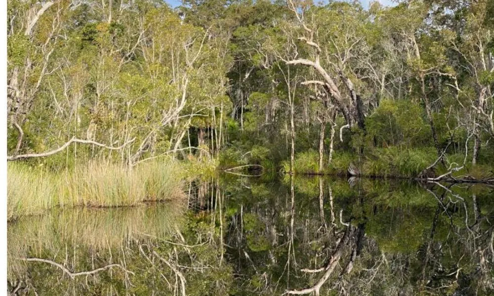 Tasty Noosa Everglades Tour and Cruise | Experience Oz-2