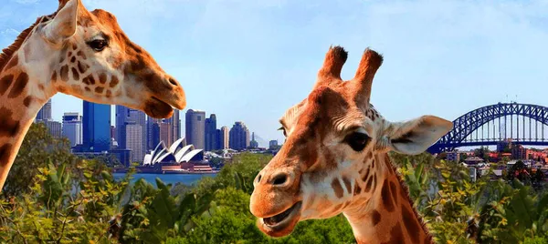 Taronga Zoo Entry with Return Ferry