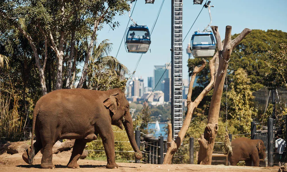 Taronga Zoo Entry with Return Ferry | Experience Oz-3