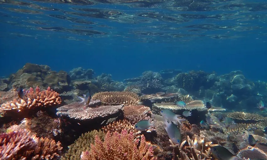 Whitsundays Yacht Snorkel & Sail with Lunch | Experience OZ