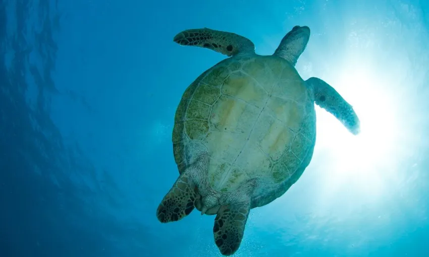 Whitsundays Yacht Snorkel & Sail with Lunch | Experience OZ