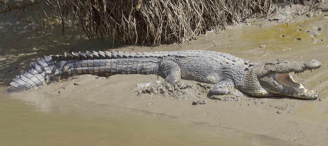 The Crocodile Safari Tour | Experience Oz-1
