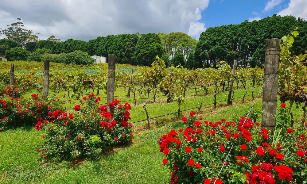 Full Day Winery Tour from Brisbane | Experience Oz-6