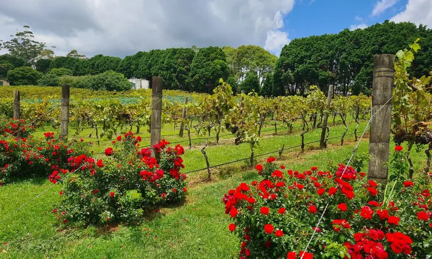 Full Day Winery Tour from Brisbane | Experience Oz