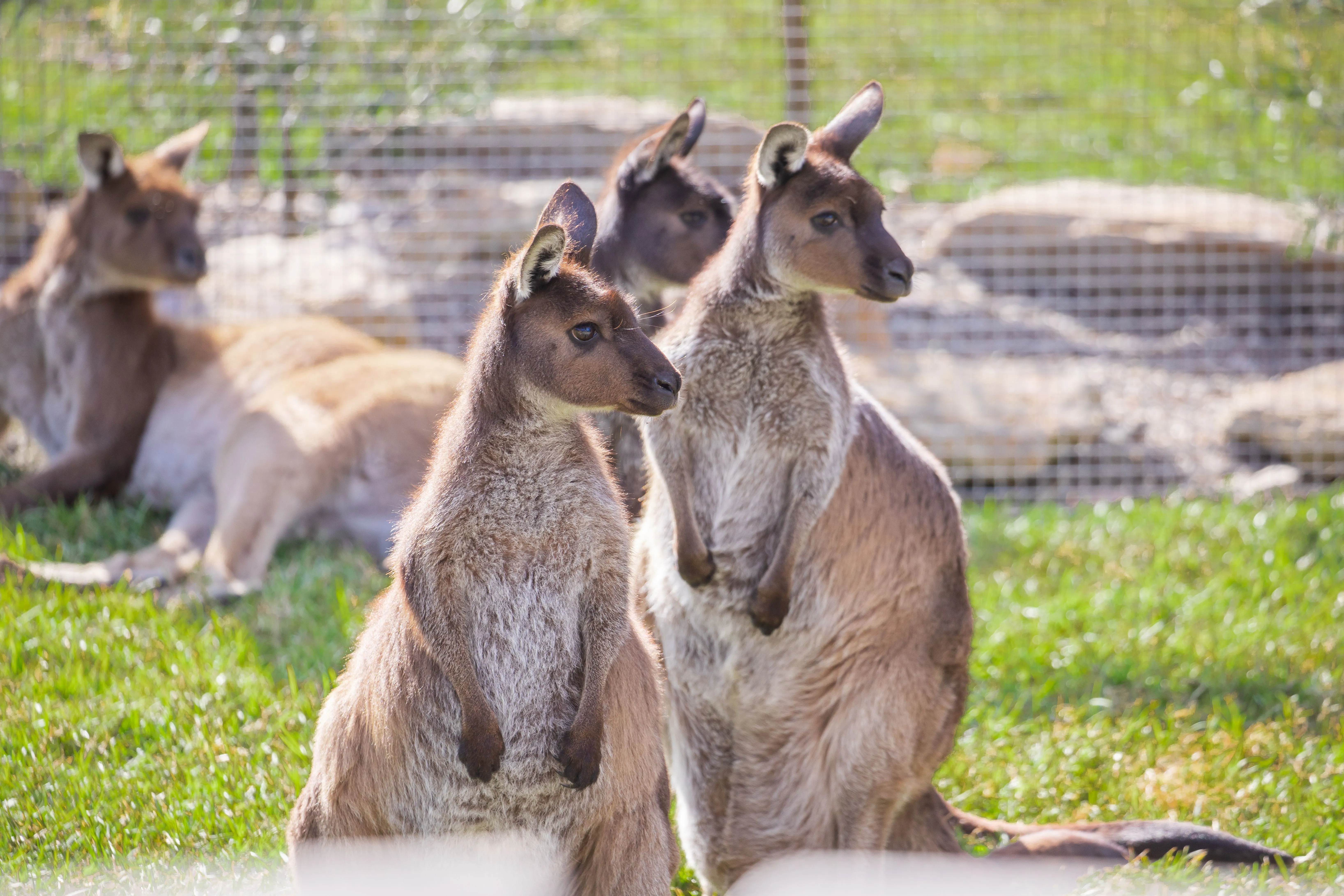 Blue Mountains Full Day Tour with Scenic World Pass - Book now | Experience Oz-7