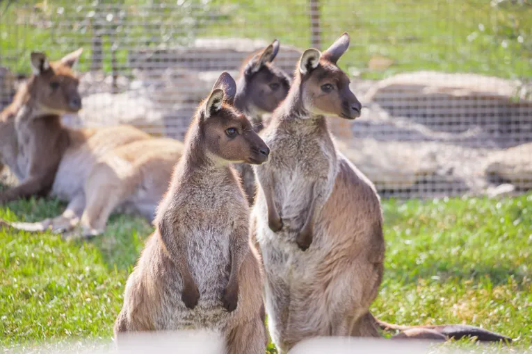 Blue Mountains Full Day Tour with Scenic World Pass - Book now | Experience Oz